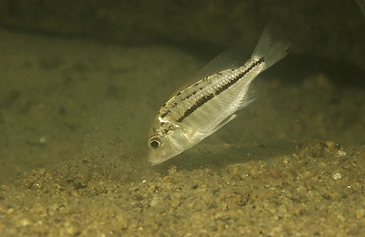 Protomelas pleurotaenia 'Harbour Island'